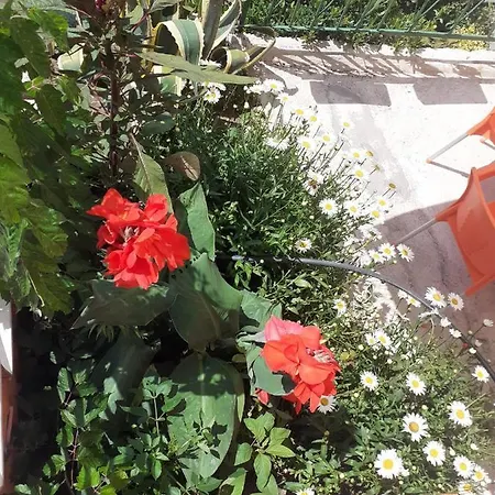 Bar Restaurant Mete * Peshkepi